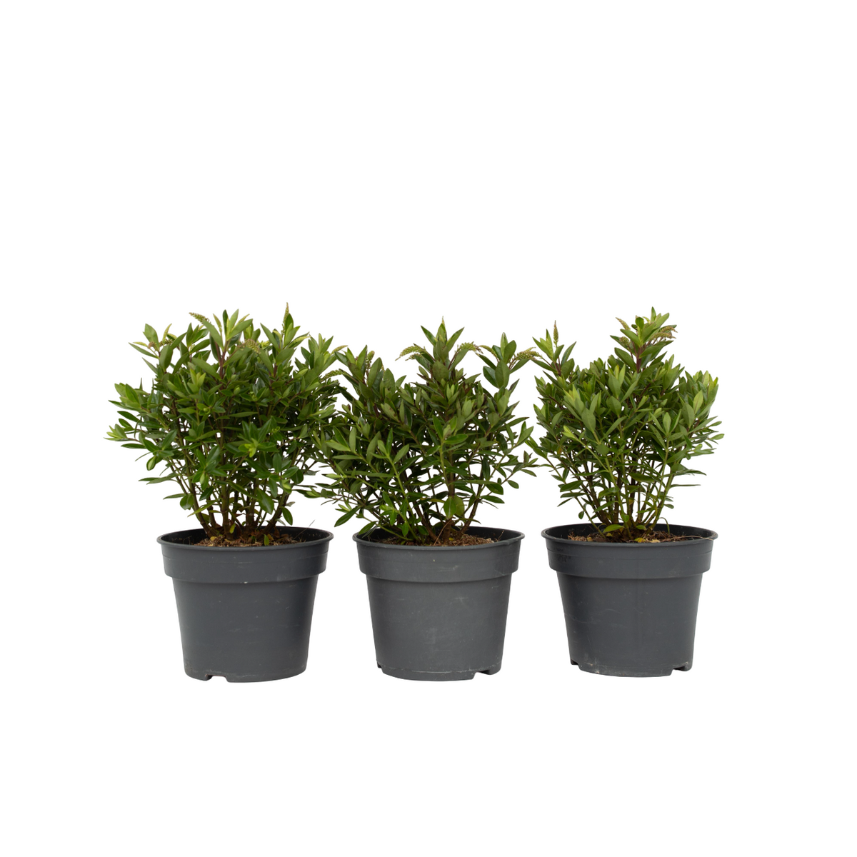 Evergreen Shrub - 3 Pcs. - Hebe All Blooms 'ranaia' - Height 30-35cm - ⌀13cm | Set of 3 | Red