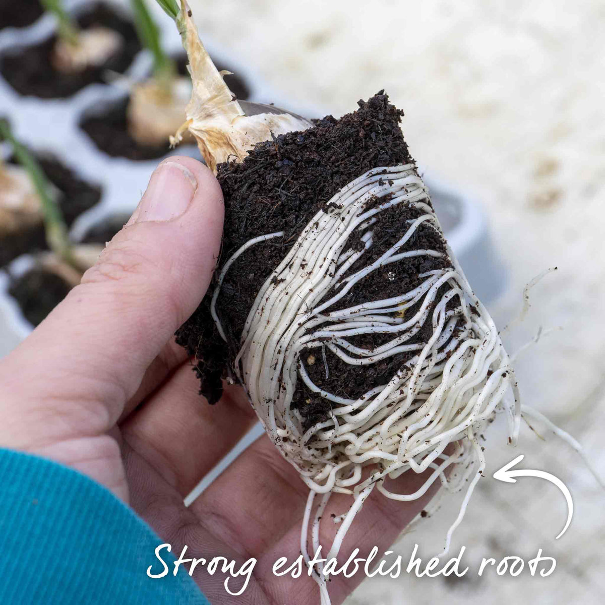 Pre-rooted Garlic 'mersley Wight' Softneck, Isle Of Wight, Pre-rooted Cloves | Set of 12 | Multi