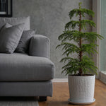 Norfolk Island Pine - Araucaria Heterophylla - Height 50-60cm - ⌀17cm | Set of 1 | Green
