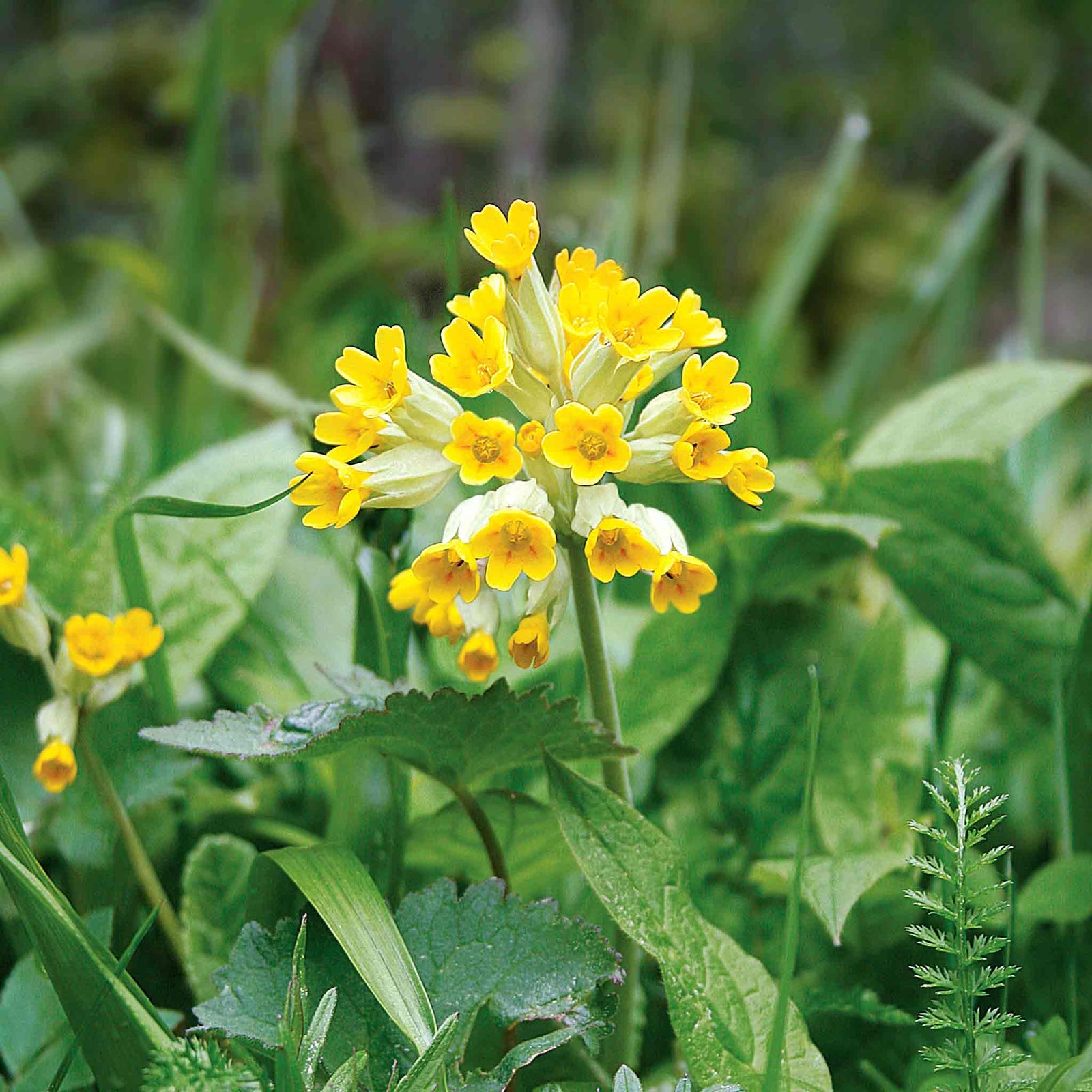 Primula Veris (cowslip) Plants | 3 x 9cm | Yellow