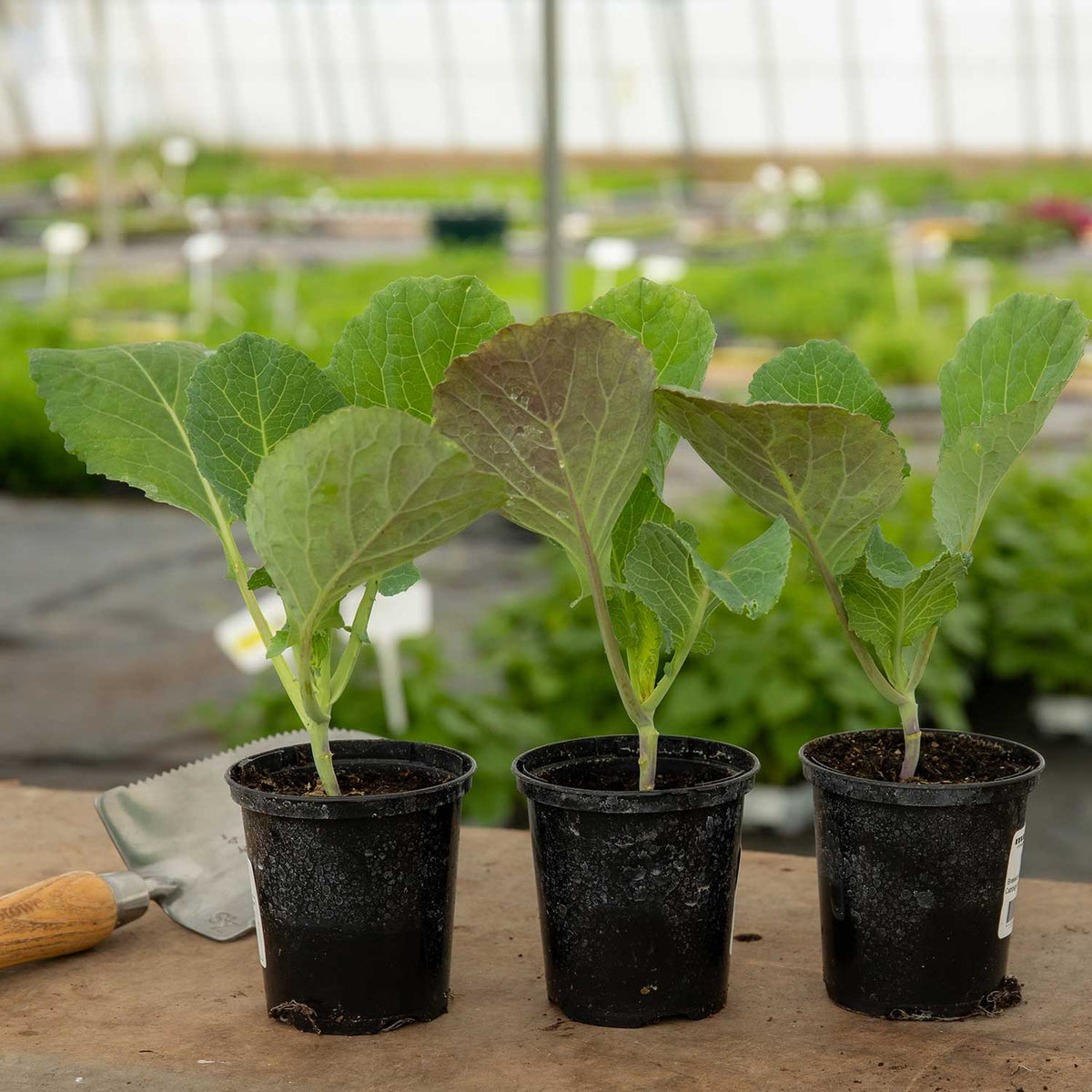 Cabbage Stelvio - Compact, Sweet Savoy-type For Small Plots Pro Grower Plugs | Set of 8 | Green