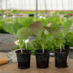 Cabbage Stelvio - Compact, Sweet Savoy-type For Small Plots Pro Grower Plugs | Set of 16 | Green