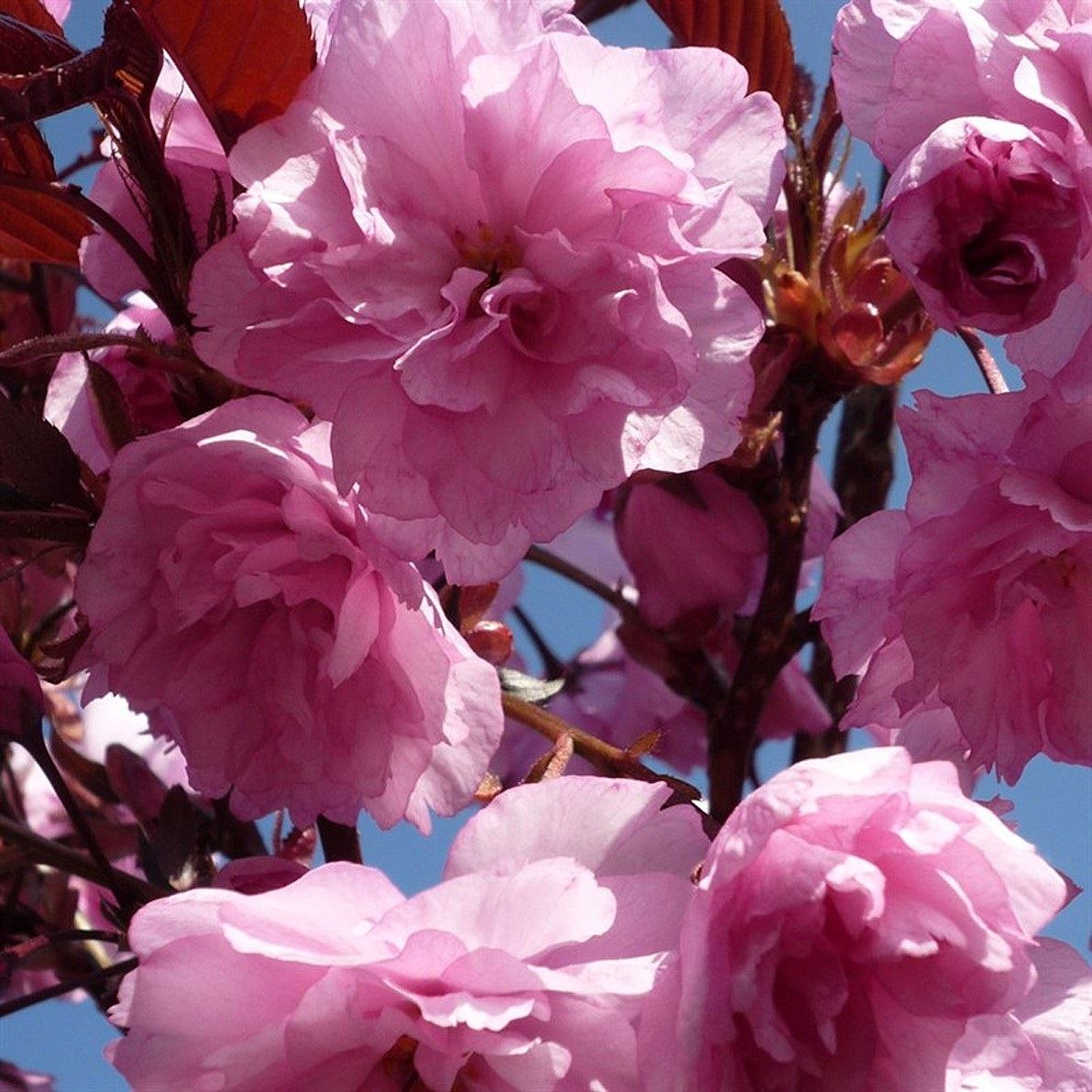 Dwarf Patio Royal Burgundy Flowering Japanese Cherry Tree 3-4ft Supplied In A 5 Litre Pot