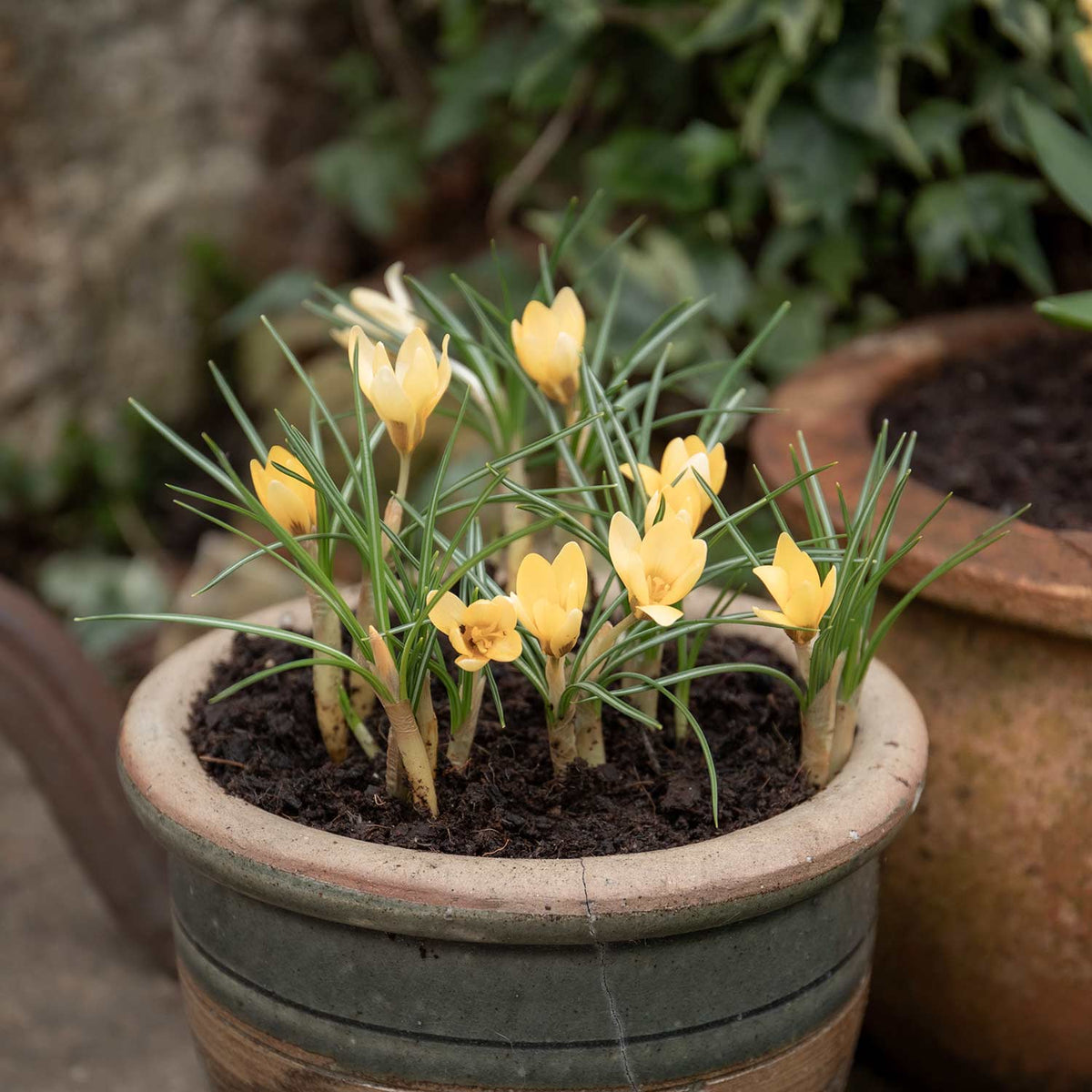 Crocus 'cream Beauty' | 20 x Bulbs | Cream