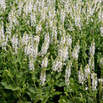 Salvia 'lyrical White' - Compact Hardy Perennial With Pure White Spikes | 6 x 3 x 2m