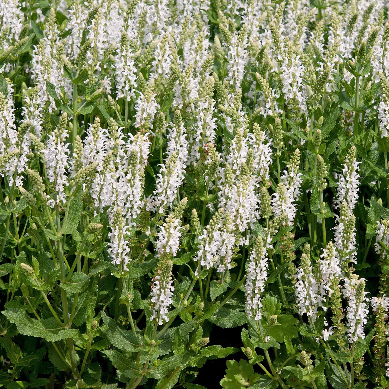 Salvia 'lyrical White' - Compact Hardy Perennial With Pure White Spikes | 6 x 3 x 2m