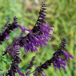 Salvia 'amistad' Deep Purple Hardy Perennial 120cm | 6 x Jumbo Plugs | Deep Purple