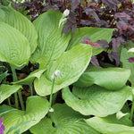 Hosta Slug Resistant Collection, 3 Bare Roots | 3 x Bare Root | Chartreuse