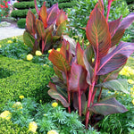 Canna Lily 'lily Tropicana' Plants | 1 x 9cm | Purple & Green