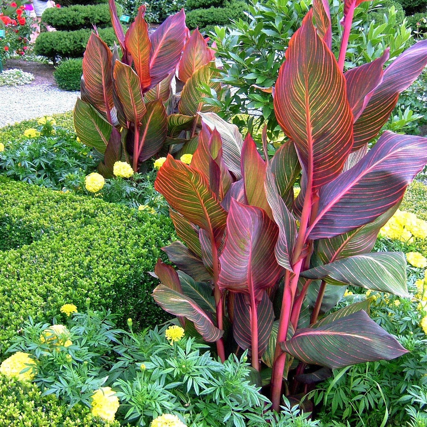 Canna Lily 'lily Tropicana' Plants | 3 x 9cm | Purple & Green