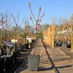 Peach 'sunset' - Patio Mini Stem Compact Peach | 1 x Tree
