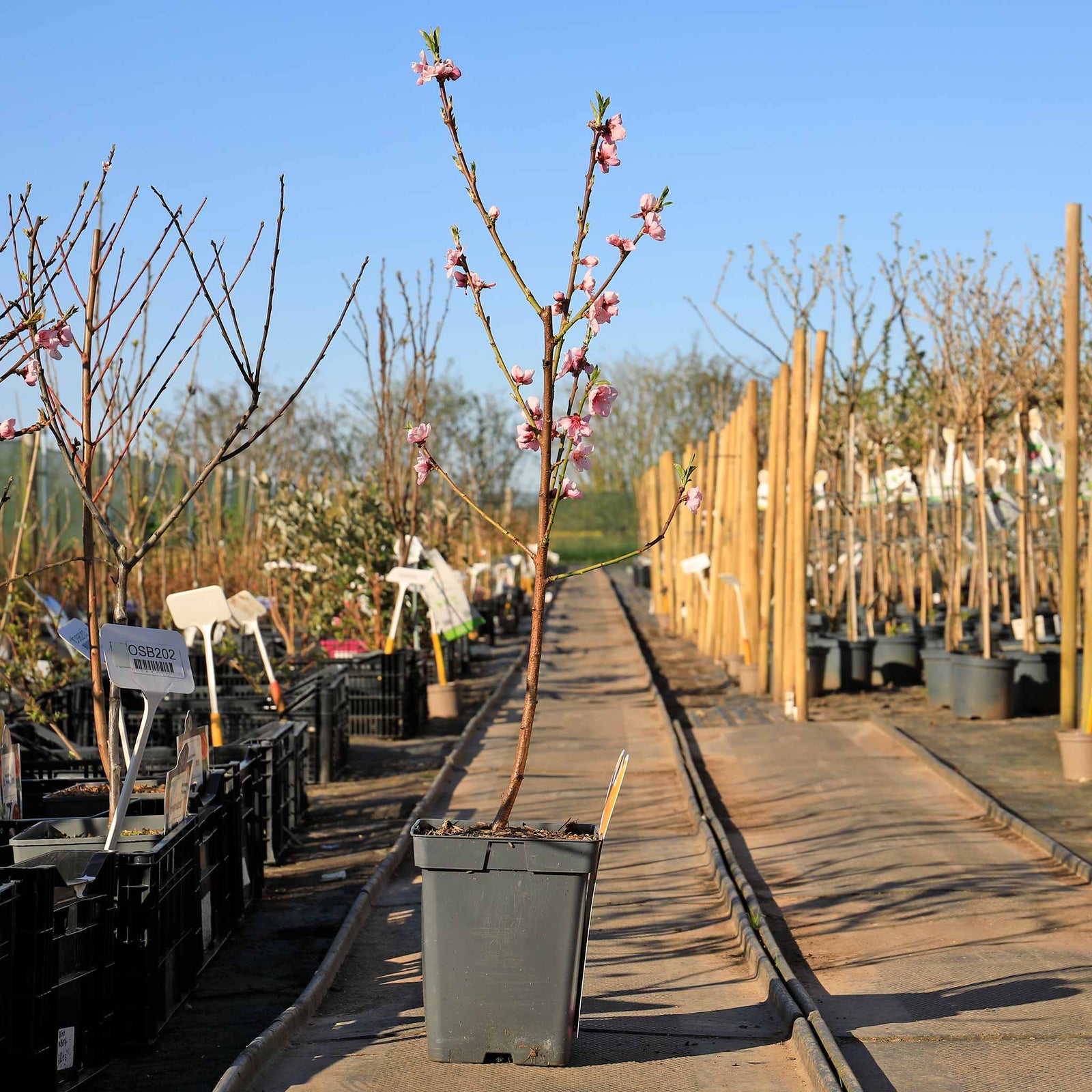 Peach 'sunset' - Patio Mini Stem Compact Peach | 1 x Tree