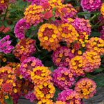 Lantana 'passion Fruit' Trailing Pink And Orange Bedding Plant | 12 x Plug Plants | Multi