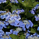 Hydrangea Macrophylla Blaumeise Lace Cap Garden Shrubs Pack Of 3