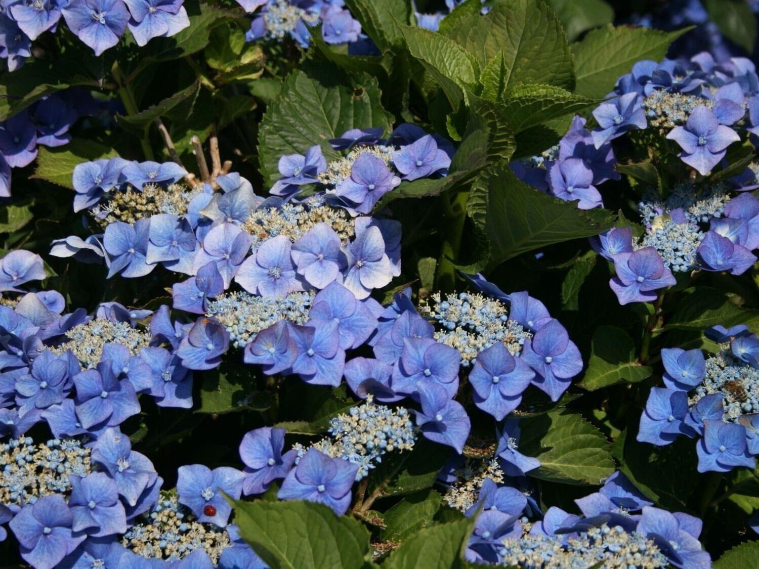 Hydrangea Macrophylla Blaumeise Lace Cap Garden Shrubs Pack Of 3