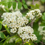 Mountain Ash 'joseph Rock' Bare Root Bare Root | 1 x Bare Root | Copper