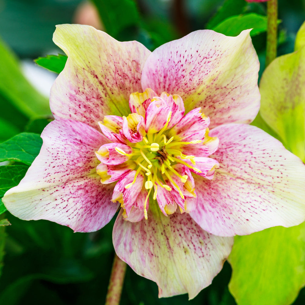 Helleborus Double Ellen Picotee | Set-of-3 | Pink & White