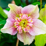 Hellebore Double Ellen Collection - Set Of 3 Plants In 9cm Pots