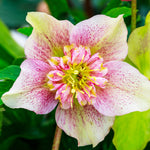 Hellebore Double Ellen Collection - 9cm Pots
