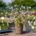 Polemonium 'stairway To Heaven' - Variegated Foliage, Pale Blue Flowers | 1 x 2L