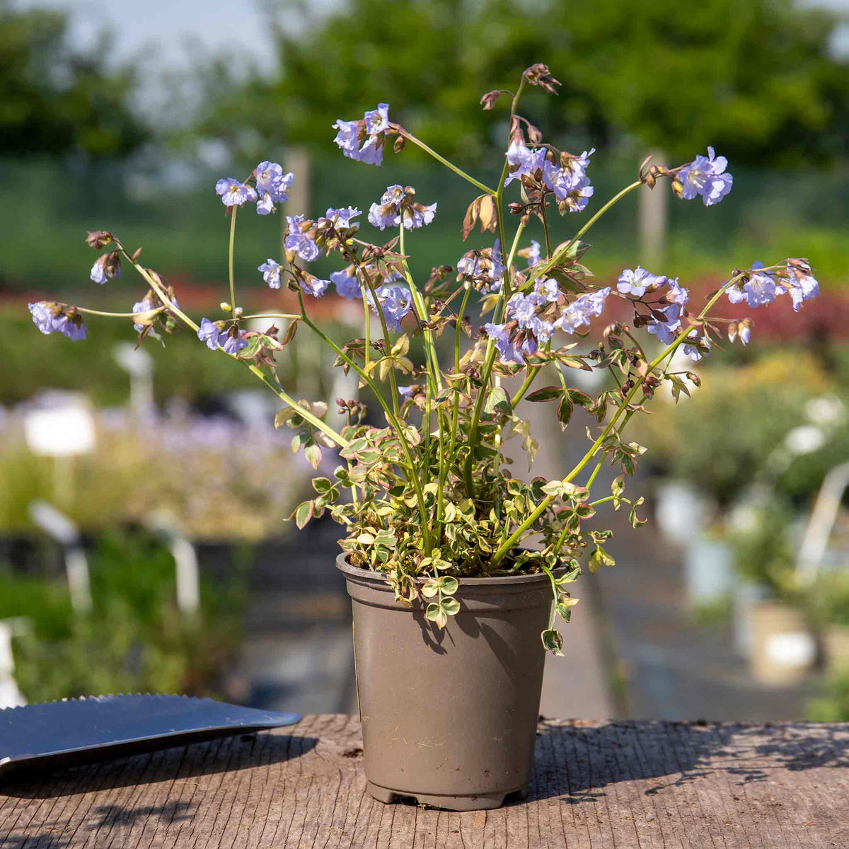 Polemonium 'stairway To Heaven' - Variegated Foliage, Pale Blue Flowers | 1 x 2L