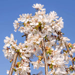 Prunus 'snow Showers' Weeping Flowering Cherry | 1 x Bare Root | Snow White