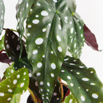 Artificial 40cm Spotty Begonia Maculata Plant