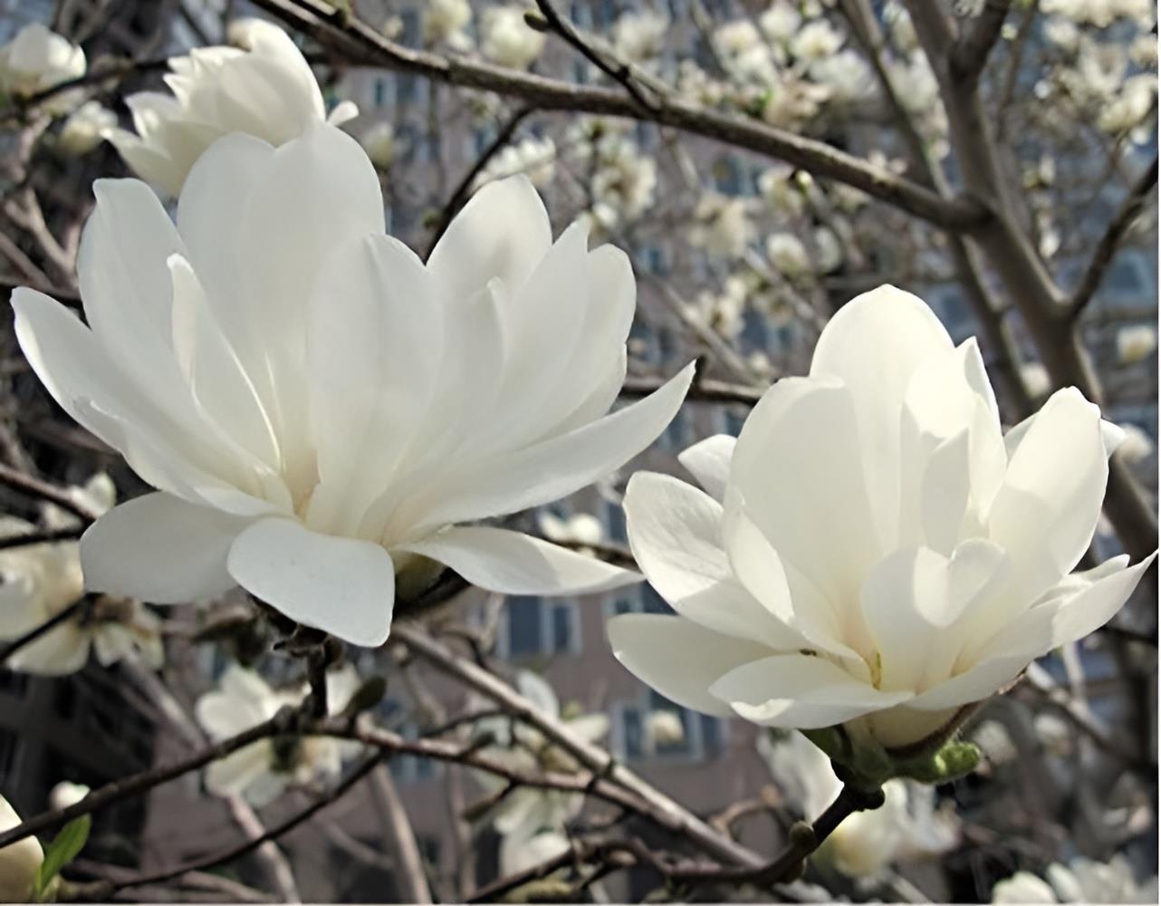 Magnolia Stellata Plant 3-4ft Supplied In A 3 Litre Pot