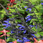 Salvia Guarantica 'black And Blue' - 9cm Pot | 1 x 9cm | Blue