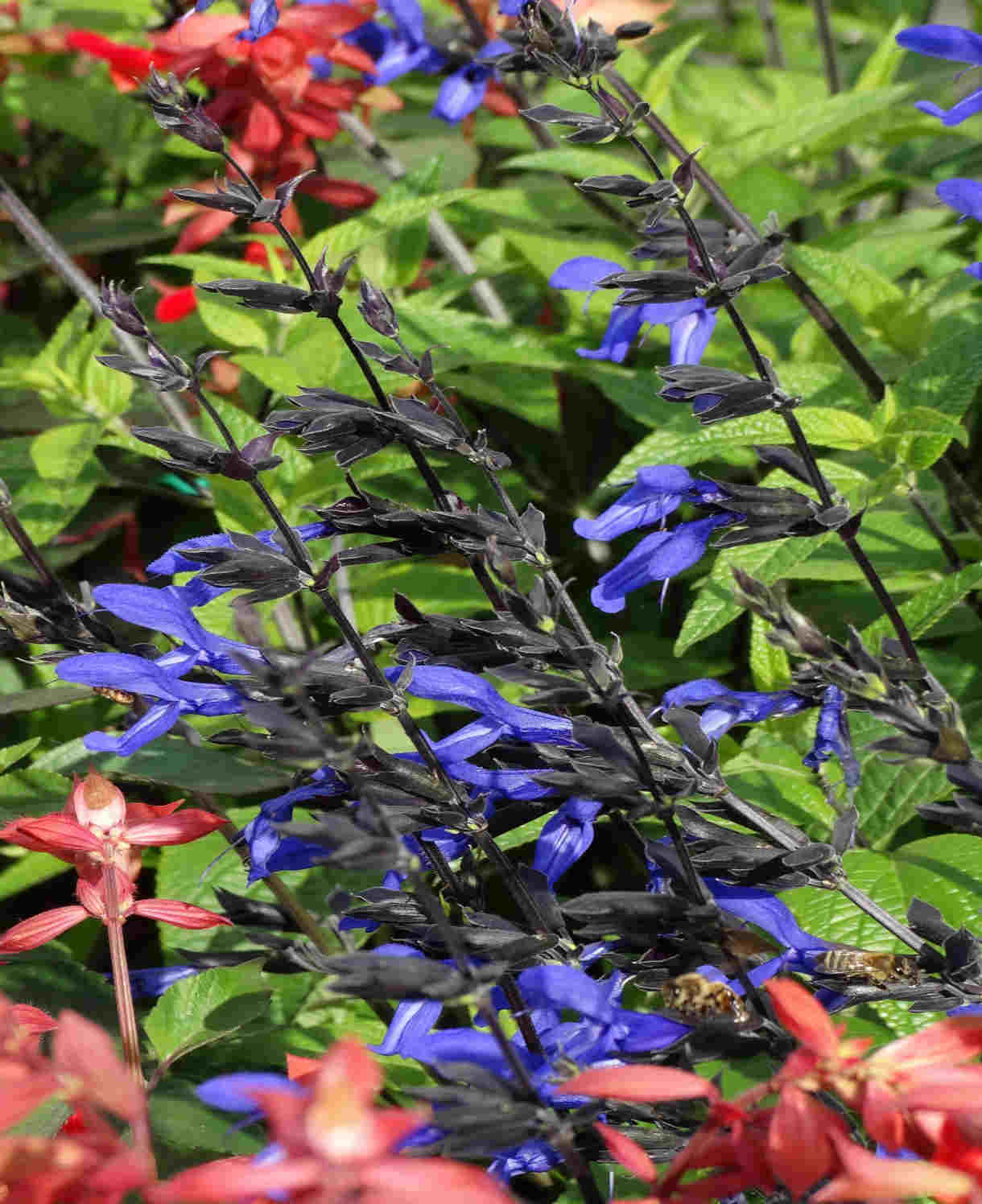 Salvia Guarantica 'black And Blue' - 9cm Pot | 1 x 9cm | Blue