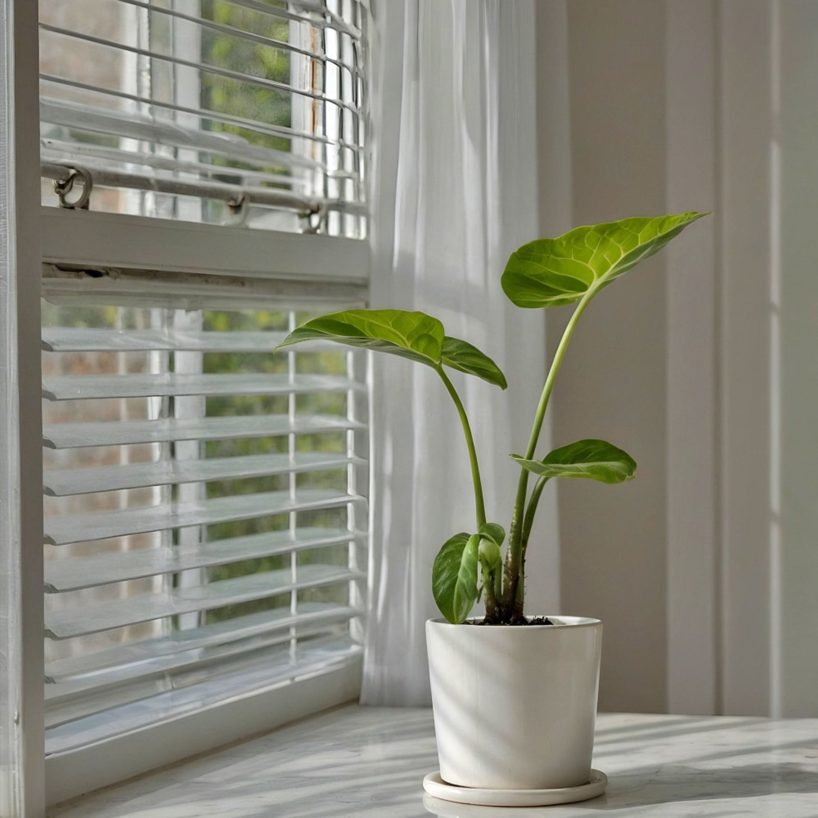 Elephant's Ear - Alocasia 'macrorrhizos' - Height 60-70cm - ⌀17cm | Set of 1 | Green