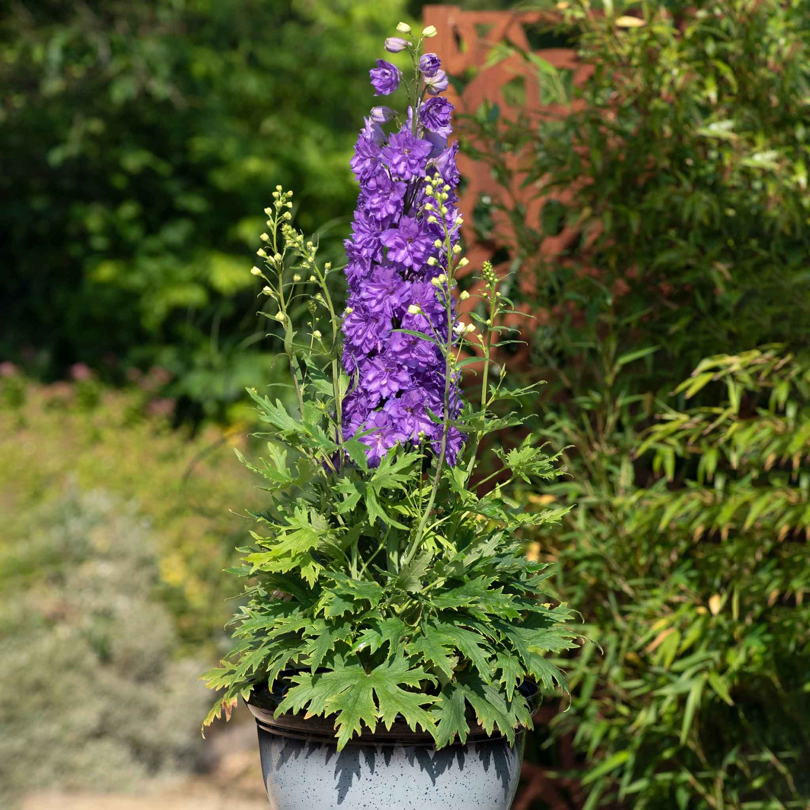 Delphinium 'delgenius Breezin' Compact Purple Perennial | 1 x 2L | Purple