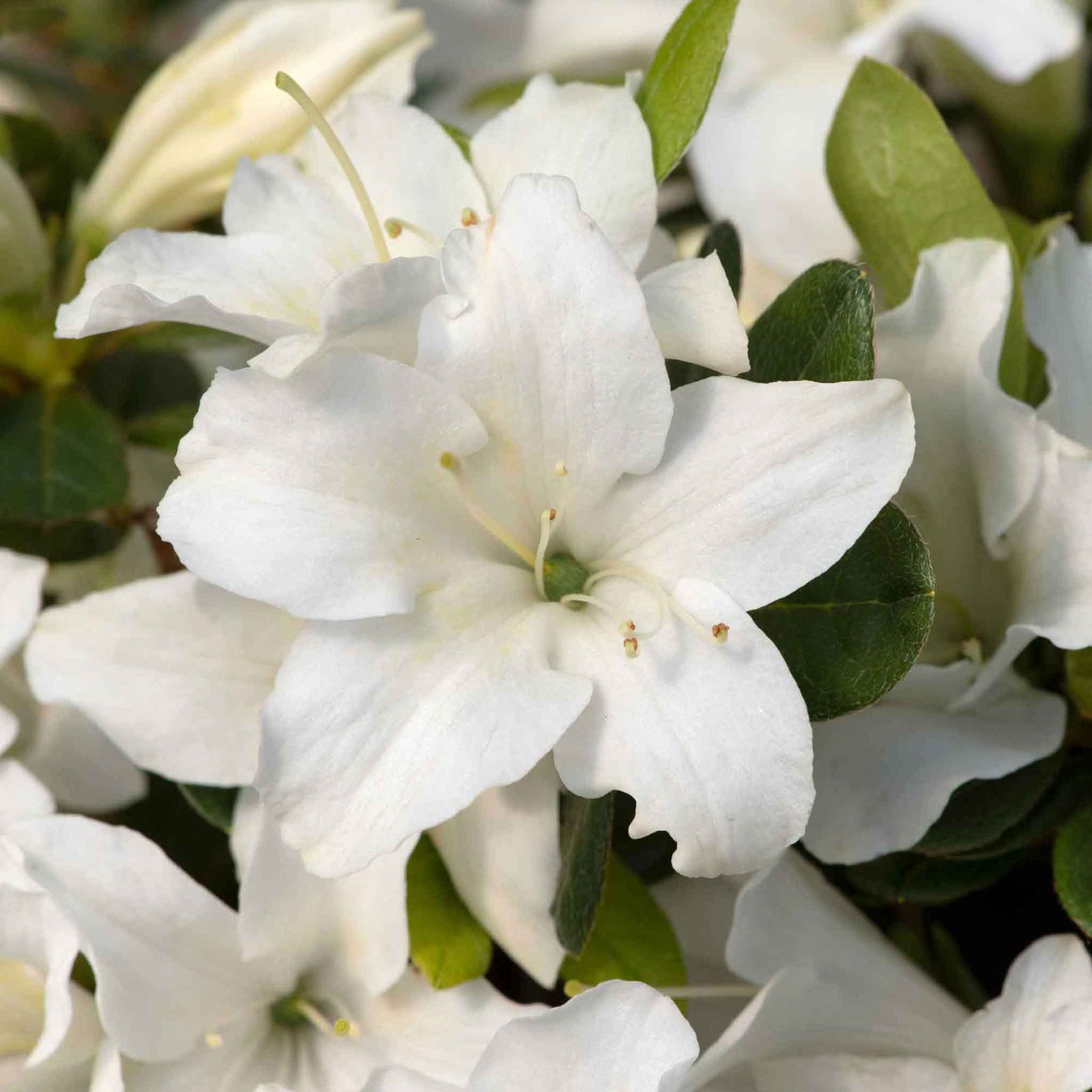Azalea 'encore Pure White' Compact Semi-evergreen | 1 x 9cm | White