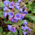 Pulmonaria 'trevi Fountain' 2l - Blue-flowering Shade Perennial | Set of 1 | Silver