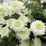Clematis 'manju' Double White Climber Hardy Fast-growing | 1 x 9cm | Green & White