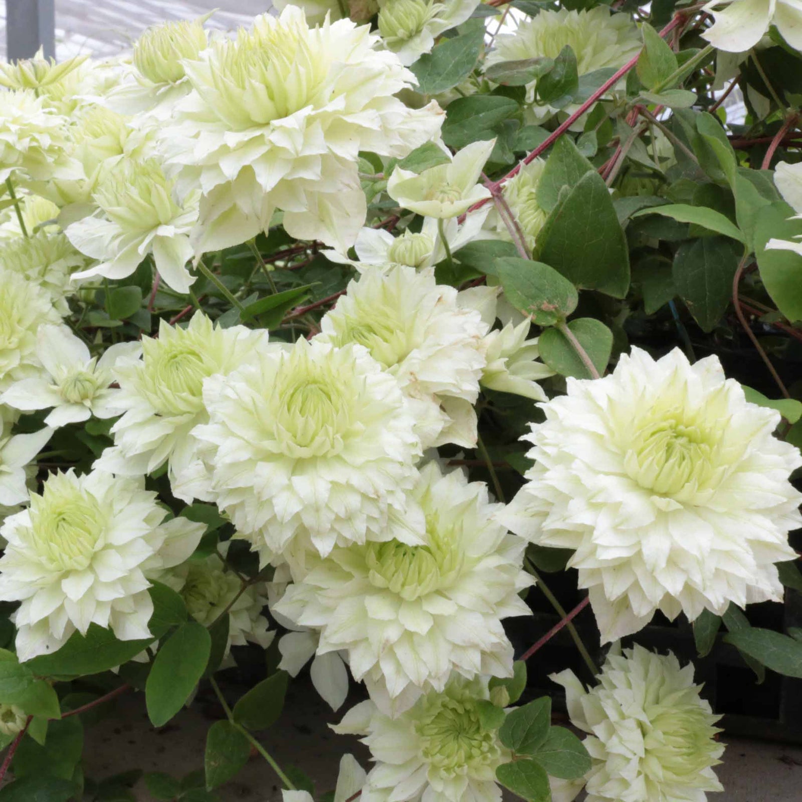 Clematis 'manju' Double White Climber Hardy Fast-growing | 1 x 9cm | Green & White