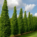 Direct Plants Carpinus Betulus Fastigiata Tree 6ft Tall Supplied In A 12 Litre Pot