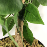 90cm Artificial Ficus Tree Bush - Large Bushy Plant