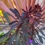 Euphorbia 'miners Merlot' Drought-tolerant Perennial 2l | Set of 1 | Green