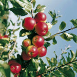 Apple 'red Falstaff' - M26 Semi-dwarf | 1 x Bare Root | Red