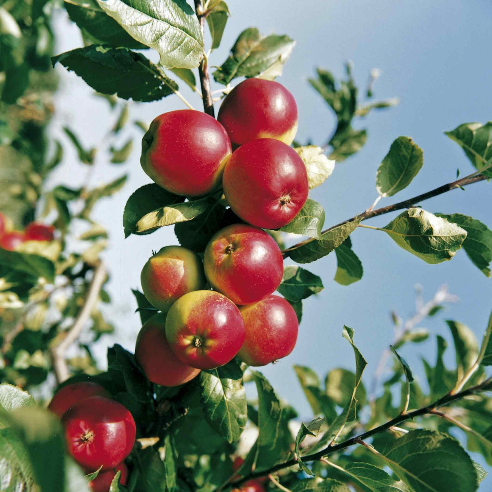 Apple 'red Falstaff' - M26 Semi-dwarf | 1 x Bare Root | Red