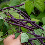 French Bean Carminat, Climbing Stringless Purple Pods | 50 Seeds | Purple & Green