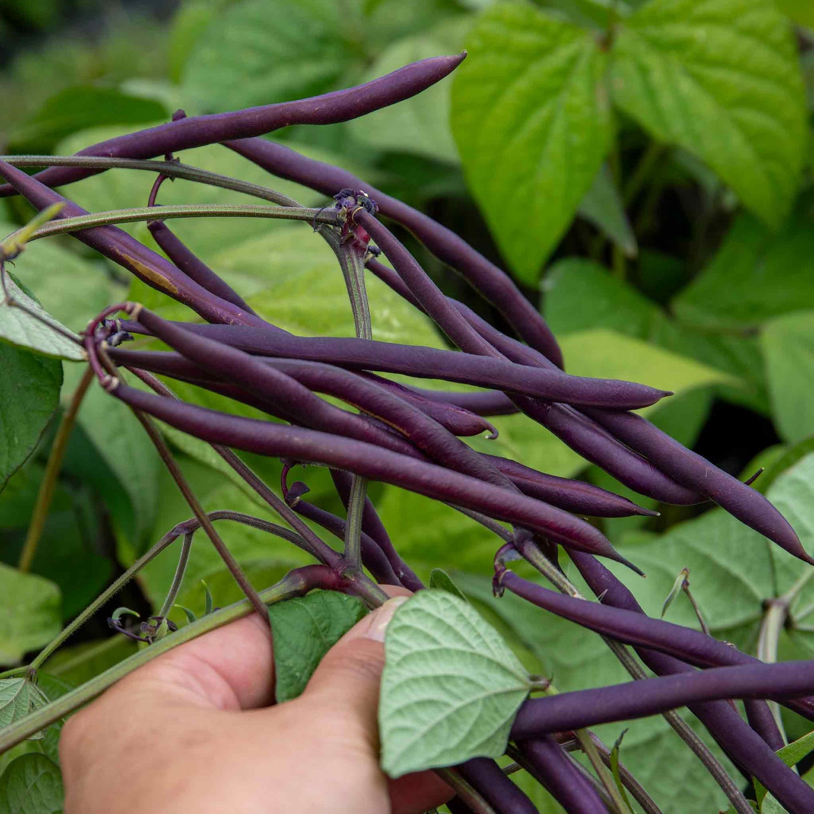 French Bean Carminat, Climbing Stringless Purple Pods | 50 Seeds | Purple & Green
