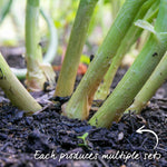 Golden Gourmet Shallot Sets | Set of 15