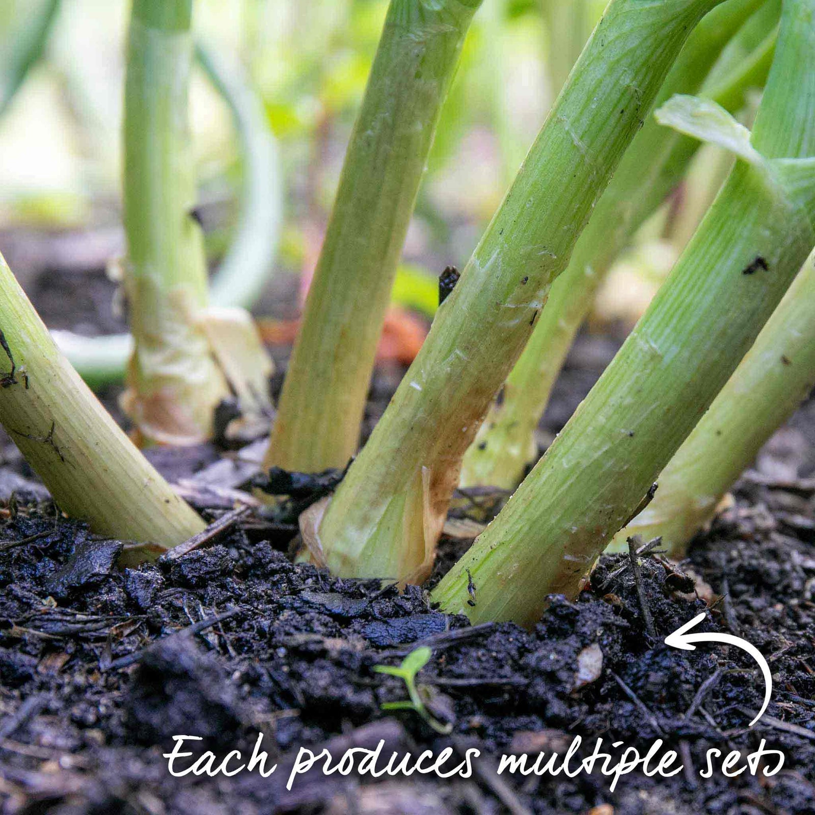 Golden Gourmet Shallot Sets | Set of 15