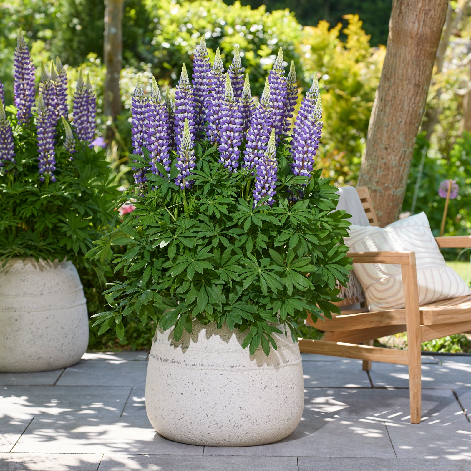 Lupinus Lupinova Collection - 9cm pots | 3 x 9cm | Multi