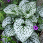 Brunnera Macrophylla 'jack Frost' – Silver-marbled Foliage & Blue Spring Flowers | 1 x 9cm | Multi