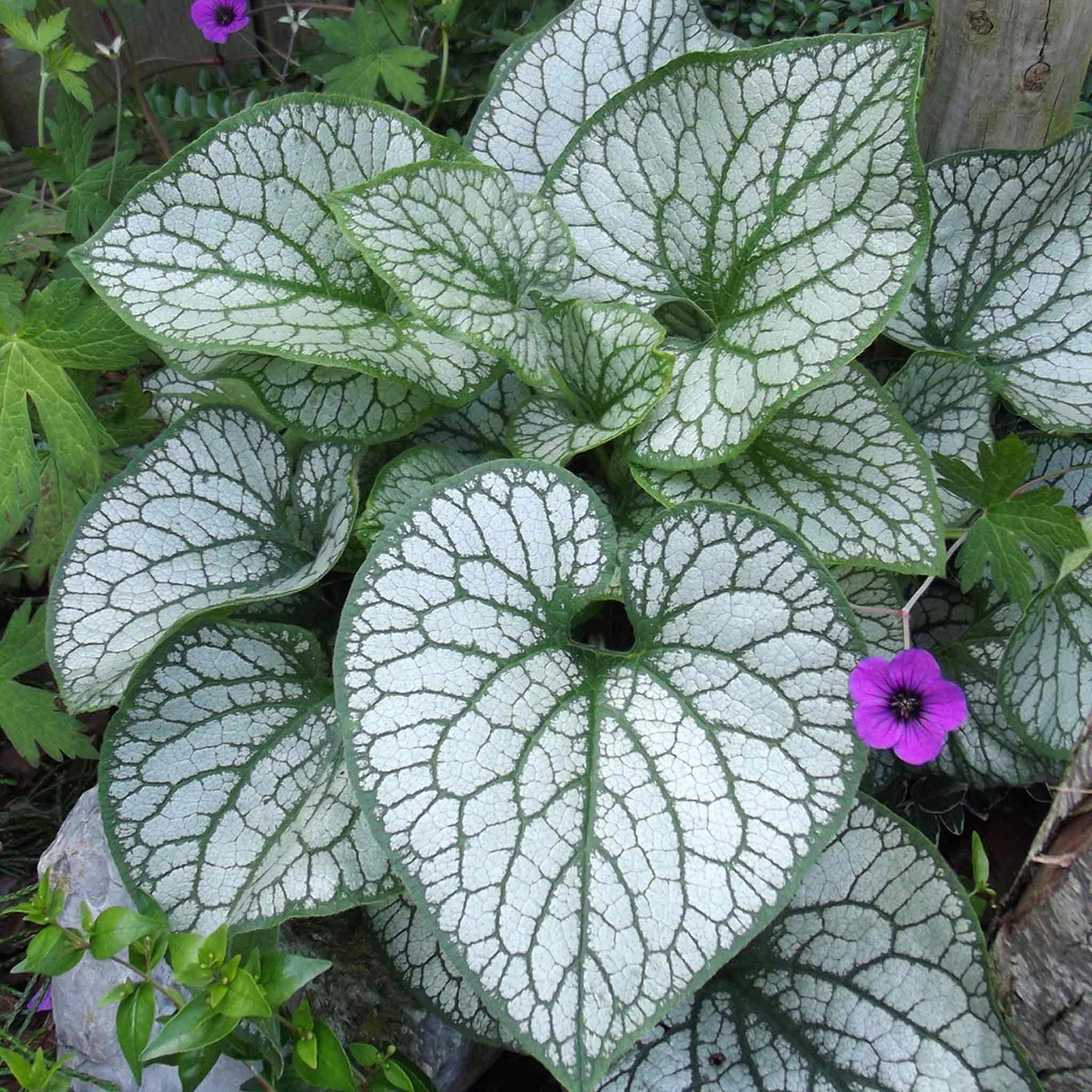Brunnera Macrophylla 'jack Frost' – Silver-marbled Foliage & Blue Spring Flowers | 1 x 9cm | Multi