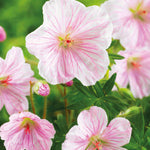 Timeless Hardy Geranium Collection - Bare roots | Set-of-6 | Multi Colour
