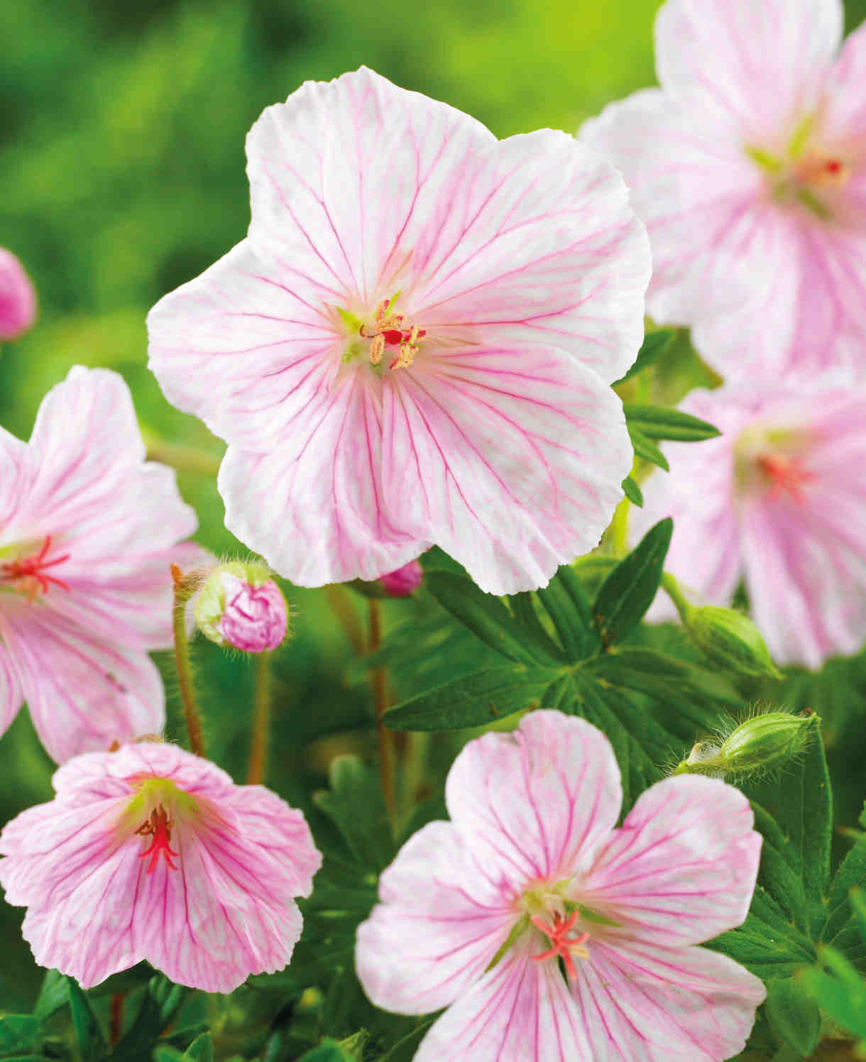 Timeless Hardy Geranium Collection - Bare roots | Set-of-6 | Multi Colour